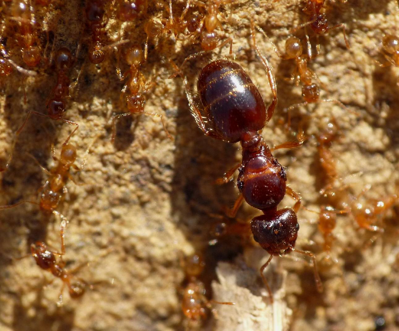 Pheidole pallidula:foto di famiglia